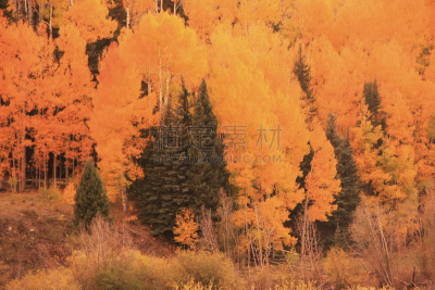 科罗拉多州,秋天,阿斯彭森林,天空,水平画幅,雪,无人,布希曼族,户外,山