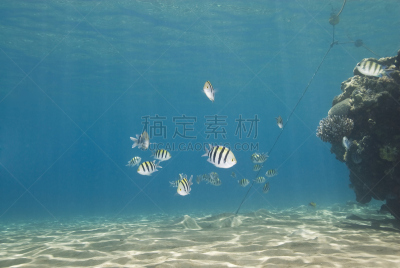 小的,群,热带鱼,鲅蝴蝶鱼,幼扁鱼,沙姆谢伊赫,红海,留白,野生动物,水平画幅
