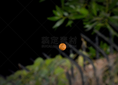 月球,图像聚焦技术,闪光灯,月全食,水平画幅,枝繁叶茂,尖的,夜晚,无人,月亮