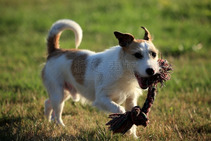 杰克拉瑟短腿犬,径赛项目,纯种犬,梗犬,图像,狗,哈巴狗,猎犬,福克斯猎狐犬,2015年