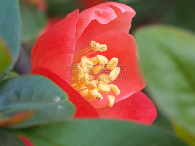 温柏,大特写,日本,红色,皱皮木瓜,茶花,美,公园,水平画幅,无人