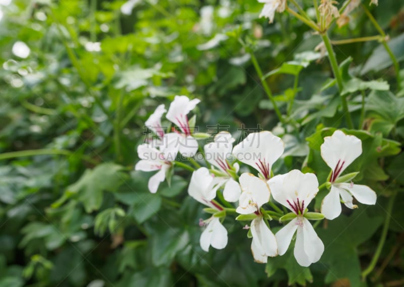 凤仙花属植物,鹦鹉亚科,新加坡,自然,水平画幅,无人,鹦鹉,特写,植物,紫色