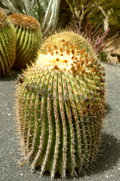 大桶仙人掌,生物学,热带气候,仙人掌,针叶,园林,沙漠,植物,户外,园艺