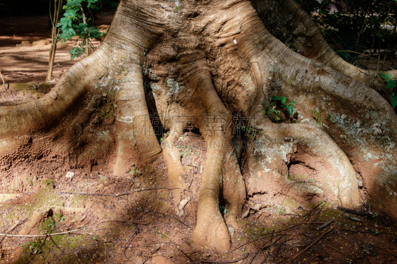 moreton bay fig,水平画幅,无人,平视角,热带雨林,户外,赤道线,方向,植物,热带气候