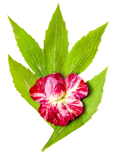 绘画插图,干的,条纹,分离着色,粉色,阴影,菊花,叶子,花瓣,花