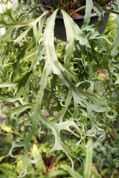 Holttum’s Staghorn fern