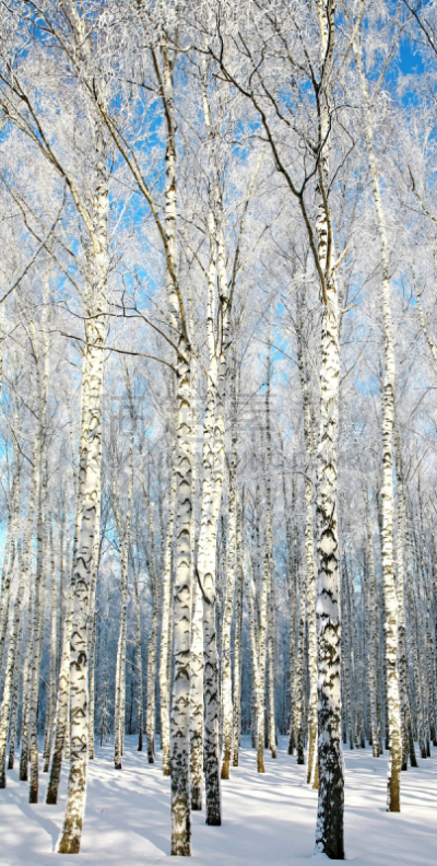 冬天,白桦,痕迹,垂直画幅,天空,公园,雪,户外,俄罗斯,树林