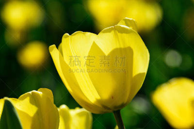 郁金香,黄色,水平画幅,华盛顿州,西雅图,无人,佛能山,威农山,日光,斯卡吉特县