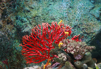 珊瑚,水族馆,肉芝珊瑚,coralline red algae,埃及眼镜蛇,大象耳,滤食性动物,脑珊瑚,槲树,寄生蟹
