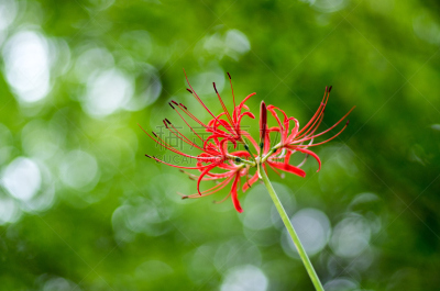 孤挺花,拥挤的,公园,水平画幅,红蜘蛛百合,户外,百合花,mystery lily,植物,著名景点