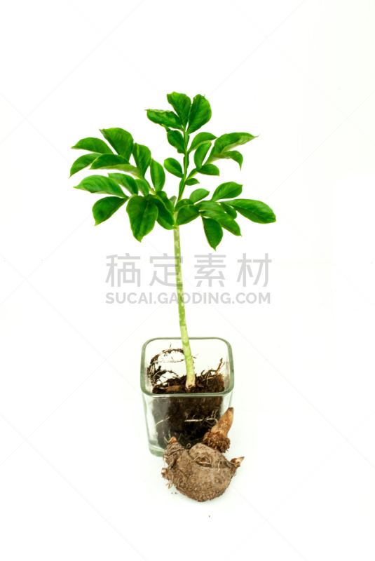 蒟蒻,山药,象,擦洗盆,欧洲赤松,司坦利,水彩画颜料,白星海芋植物,花烛属,垂直画幅