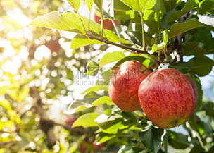 苹果,红色,苹果园,苹果树,上阿迪杰,种植园,枝,农作物,蛇果,水果