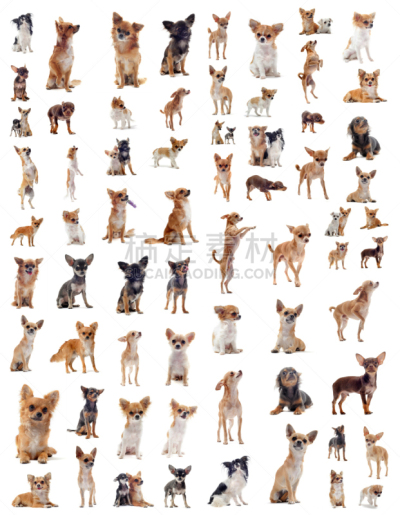 垂直画幅,褐色,纯种犬,小的,可爱的,无人,白色背景,小狗,幼小动物