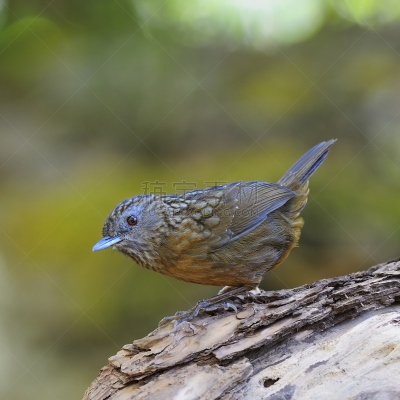 Babbler,条纹,鹪鹩,自然,机敏,褐色,野生动物,无人,鸟类,房地产