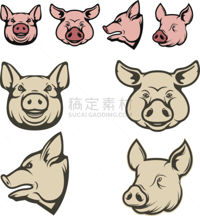 猪,动物头,设计元素,农业,部分,背景分离,食品,哺乳纲,lloyd bacon,动物