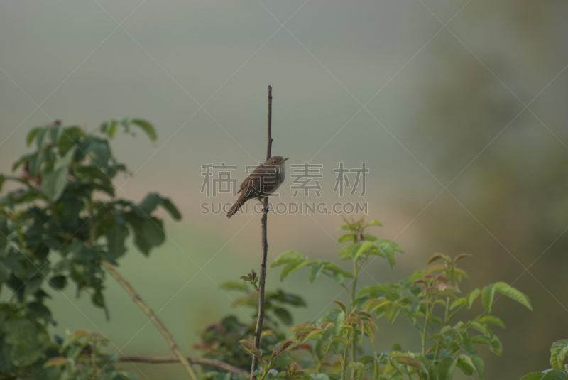 莺鹪鹩,野生动物,美国,水平画幅,西弗吉尼亚,无人,鸟类,棍,摄影