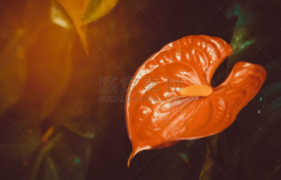 红色,花烛属,黎明,背景分离,热带气候,泰国,火烈鸟,春天,植物,肉穗花序