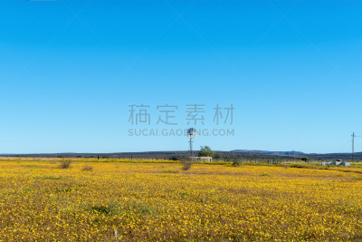 农场,黄色,风车,田地,野花,农业,纳马夸兰,北开普省,植物,户外