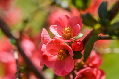 blooming quince flowers