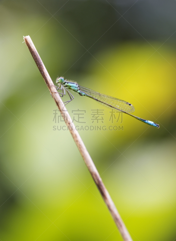 小的,蓝蜻蜓,垂直画幅,美,无人,动物身体部位,野外动物,夏天,豆娘,反差