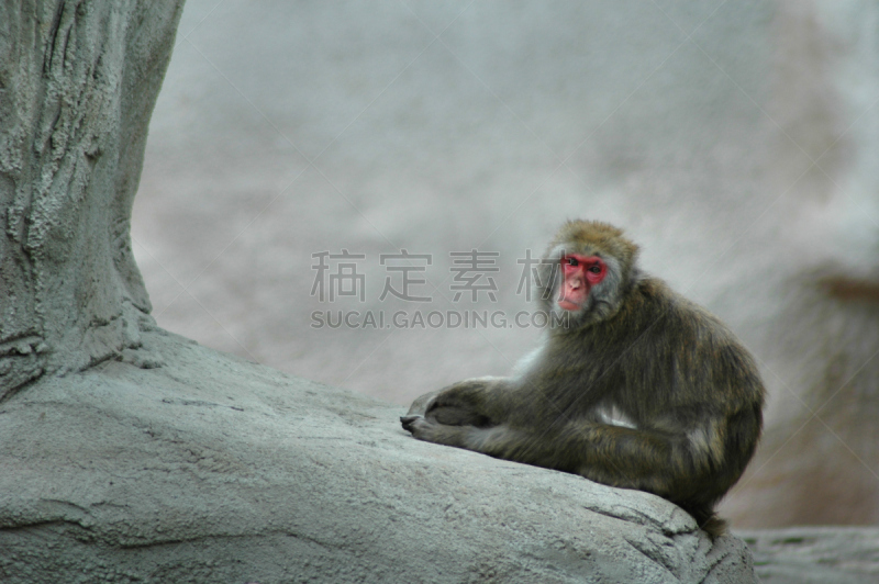 猴子,寂寞,水平画幅,山魈,人,野外动物,狒狒,哺乳纲,看,彩色图片