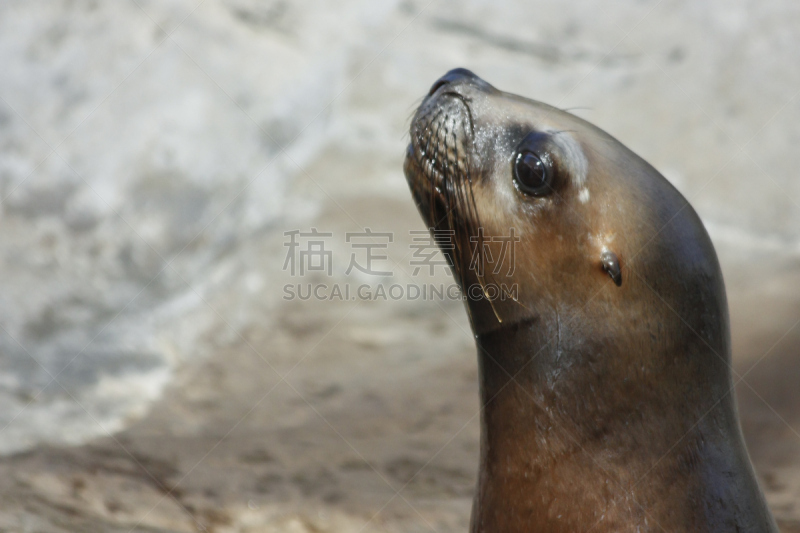 海豹,自然,野生动物,水平画幅,沙子,大西洋,户外,岛,海洋,哺乳纲