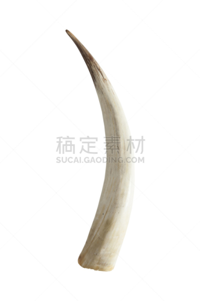 巨大的,长牙,象牙,垂直画幅,野生动物,动物,象,科学,摄影,教育