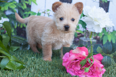 小狗,诺维奇犬,水平画幅,可爱的,无人,梗犬,户外,草,动物