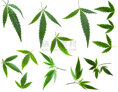 叶子,分离着色,在上面,白色背景,刀刃草,中医,处方药,药物滥用,禁止的,草