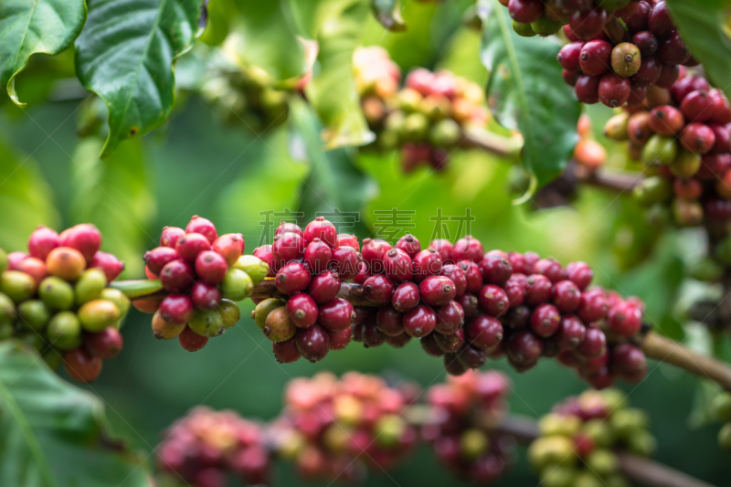 Coffee beans on tree