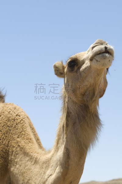 动物头,单峰骆驼,垂直画幅,低视角,褐色,动物嘴,无人,动物身体部位,干的