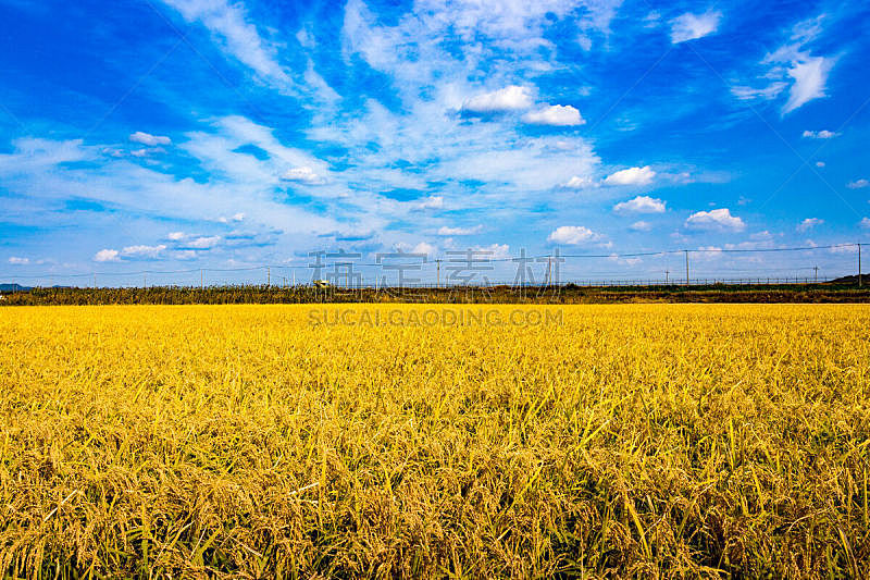 天空,稻,地形,蓝色,农业,朝鲜半岛,园艺,自然,美,水平画幅