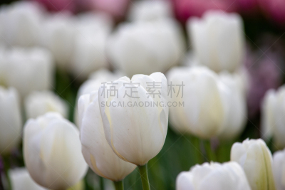 郁金香,千叶县,日本,柏市,美,公园,芳香的,水平画幅,无人,夏天