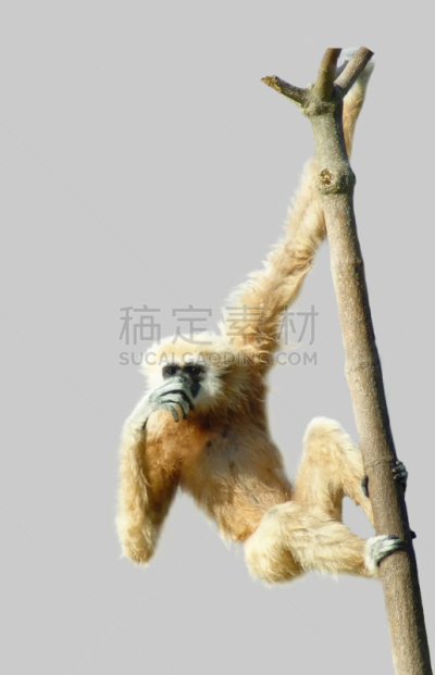 长臂猿,鹭管鱼,猴子,白色,亚洲,家谱,濒危物种,背景分离,垂直画幅,野生动物