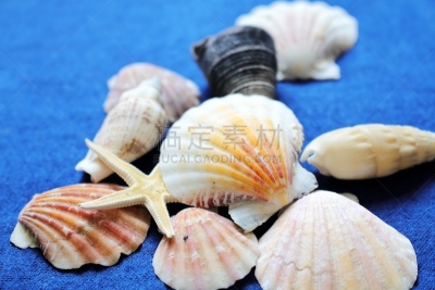 贝壳,普通海星,装饰品,水平画幅,纺织品,蓝色,海产,海洋,华丽的,星形