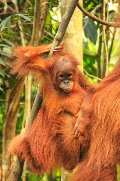 印度尼西亚,苏门达腊猩猩,gunung leuser national park,几乎,苏门答腊岛,母亲,婴儿,濒危物种,野生动物,橙色