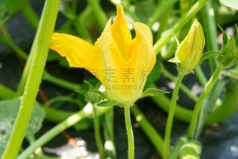 弯颈南瓜,特写,菜园,水平画幅,无人,户外,有机农庄,黄色,农场