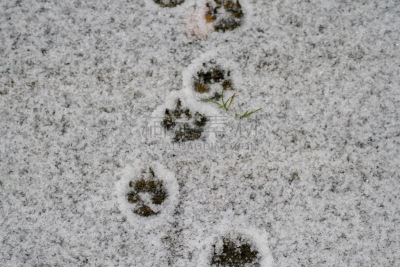 雪,爪印,脚印,寒冷,清新,环境,天气,英国,狗,动物