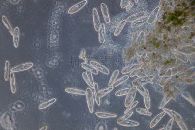 草履虫,原生动物,单细胞生物,纤毛,纤毛虫,浮游生物,原始主义,细胞核,显微镜,水平画幅