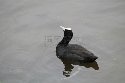 野外动物,鸟类,成年的,全反式维甲酸,白冠鸡,黑鸭,野生动物,图像,淡水鸟,池塘