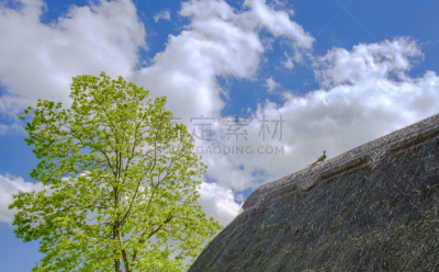 茅屋屋顶,乡村,英格兰,屋顶,小别墅,风景,平衡折角灯,看,符号,鸟类
