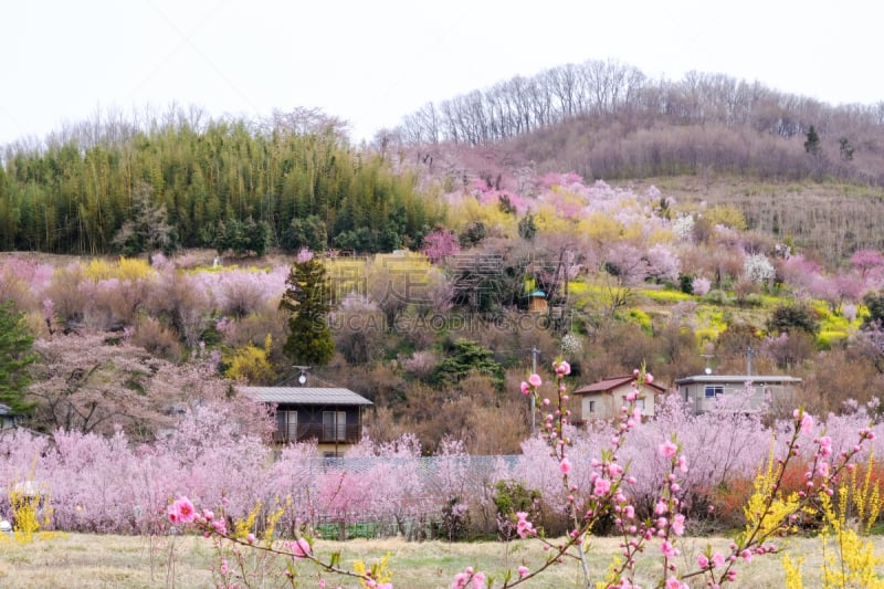 福岛县,东北片区,山,日本,花朵,公园,连翘属植物,吉野樱花,桃树,花见节