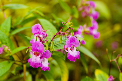 凤仙花属植物,观赏宝石草,自然,植物,水平画幅,彩色图片,无人,粉色,野生植物,野花