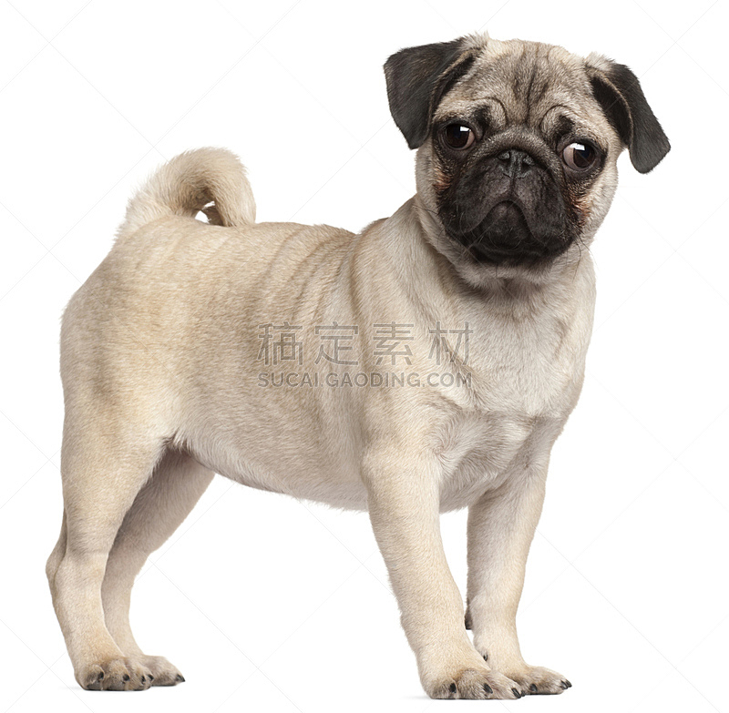 巴哥犬 白色背景 小狗 2到3个月 正面视角 晒黑 留白 褐色 水平画幅 注视镜头图片素材下载 稿定素材