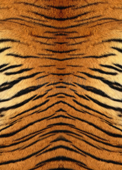 虎,自然,垂直画幅,正面视角,有爪哺乳动物,式样,毛皮,纹理效果,橙色,无人