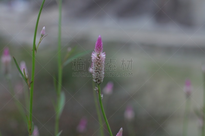 熏衣草,薰衣草湾,使眼色,闭着眼睛,水平画幅,露齿笑,户外,花坛,花头,开花植物