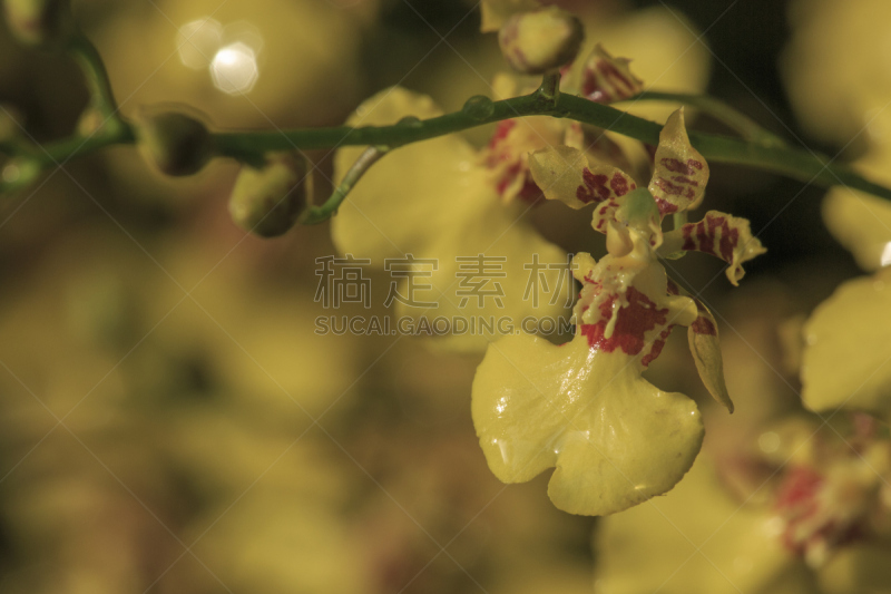 兰花,文心兰,金色,自然,水平画幅,无人,色彩鲜艳,散焦,黄色,园林
