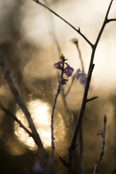 瑞香花,垂直画幅,无人,有毒生物体,图像,特写,植物,彩色图片,灌木,锦葵目