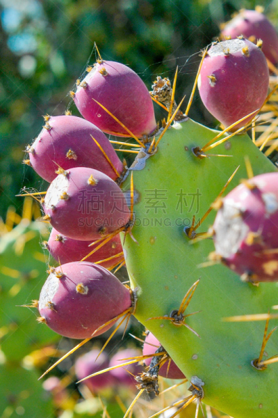 仙人球,无花果树,沙旋,仙人掌果,西昆镇,垂直画幅,尖的,风险,夏天,户外
