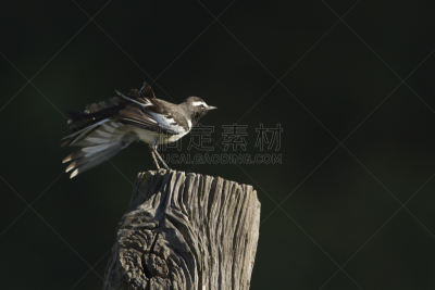 鹡鸰,鸟类,尼泊尔,翅膀,白色,特莱,奇旺,整羽,张开翅膀,水平画幅
